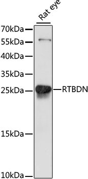 RTBDN Antibody in Western Blot (WB)