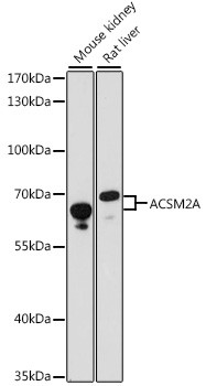 ACSM2A Antibody in Western Blot (WB)
