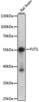 FUT1 Antibody in Western Blot (WB)