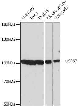 USP37 Antibody in Western Blot (WB)