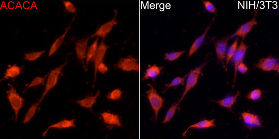 Acetyl-CoA Carboxylase Antibody in Immunocytochemistry (ICC/IF)