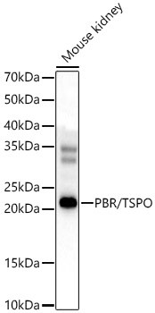 TSPO Antibody in Western Blot (WB)