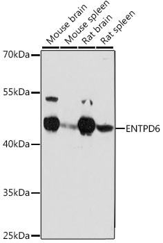 ENTPD6 Antibody in Western Blot (WB)