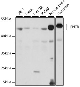 FNTB Antibody in Western Blot (WB)