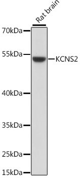 KCNS2 Antibody in Western Blot (WB)