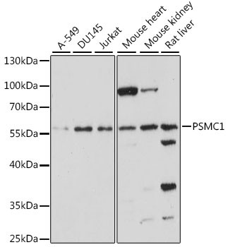 PSMC1 Antibody in Western Blot (WB)