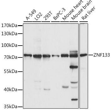 ZNF133 Antibody in Western Blot (WB)