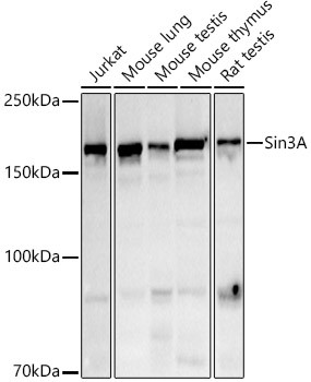 SIN3A Antibody in Western Blot (WB)