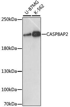 FLASH Antibody in Western Blot (WB)