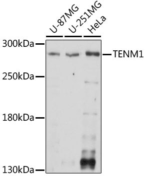 TENM1 Antibody in Western Blot (WB)