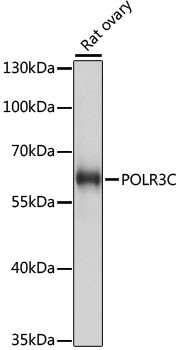 POLR3C Antibody in Western Blot (WB)