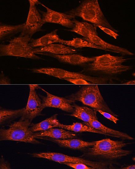 FSTL1 Antibody in Immunocytochemistry (ICC/IF)