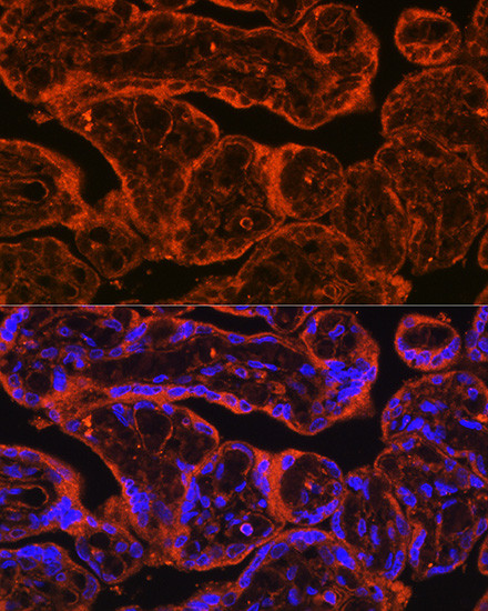 FSTL1 Antibody in Immunohistochemistry (Paraffin) (IHC (P))