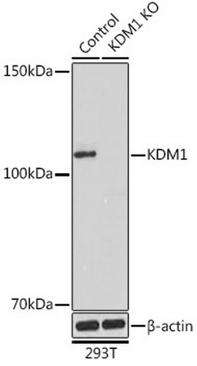 LSD1 Antibody