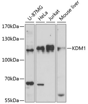 LSD1 Antibody in Western Blot (WB)