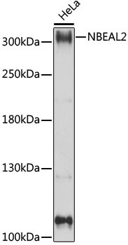 NBEAL2 Antibody in Western Blot (WB)