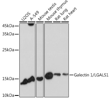 Galectin 1 Antibody in Western Blot (WB)