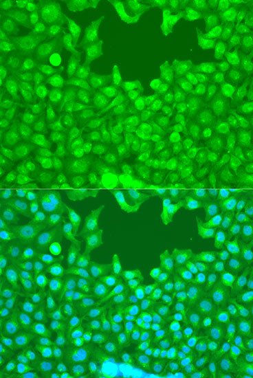 WWTR1 Antibody in Immunocytochemistry (ICC/IF)