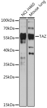 WWTR1 Antibody in Western Blot (WB)