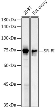 SR-BI Antibody in Western Blot (WB)