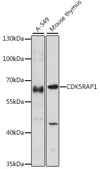 CDK5RAP1 Antibody in Western Blot (WB)