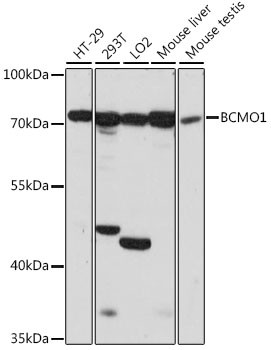 BCMO1 Antibody in Western Blot (WB)