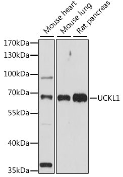 UCKL1 Antibody in Western Blot (WB)