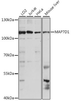 MAP7D1 Antibody in Western Blot (WB)