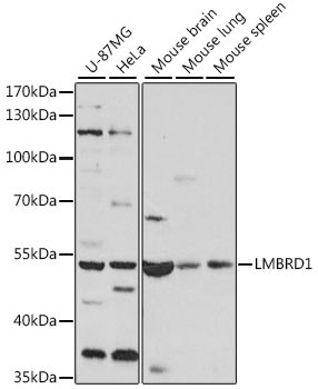 LMBRD1 Antibody in Western Blot (WB)