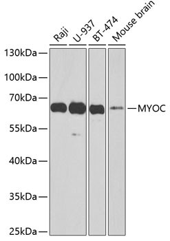 MYOC Antibody in Western Blot (WB)