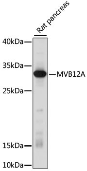 MVB12A Antibody in Western Blot (WB)