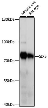 SIX5 Antibody in Western Blot (WB)