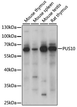 PUS10 Antibody in Western Blot (WB)