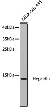 HAMP Antibody in Western Blot (WB)