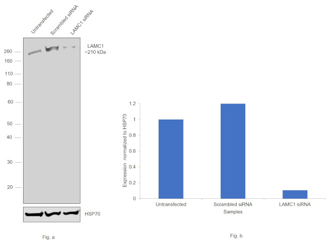 Laminin gamma-1 Antibody