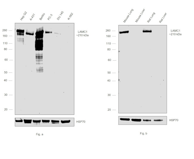 Laminin gamma-1 Antibody