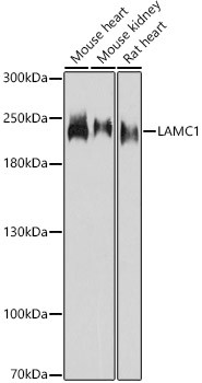 Laminin gamma-1 Antibody in Western Blot (WB)