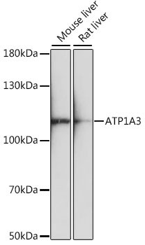 ATP1A3 Antibody in Western Blot (WB)