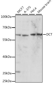 DCT Antibody in Western Blot (WB)