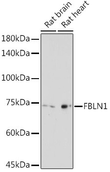 Fibulin 1 Antibody in Western Blot (WB)