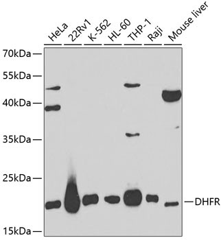 DHFR Antibody in Western Blot (WB)