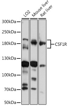 CSF1R Antibody in Western Blot (WB)