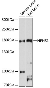 Nephrin Antibody in Western Blot (WB)