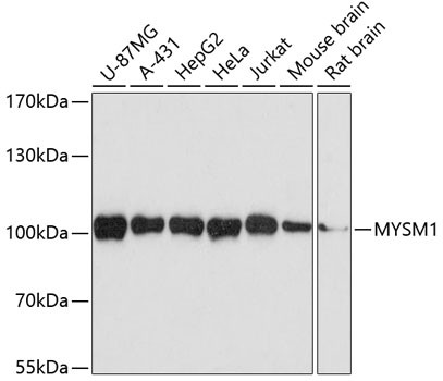 MYSM1 Antibody in Western Blot (WB)