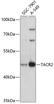 TACR2 Antibody in Western Blot (WB)