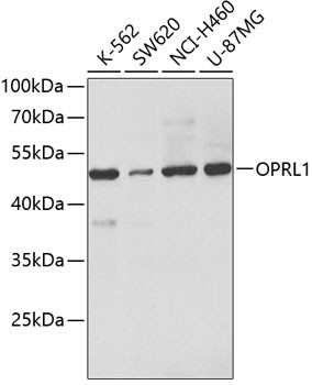 OPRL1 Antibody in Western Blot (WB)