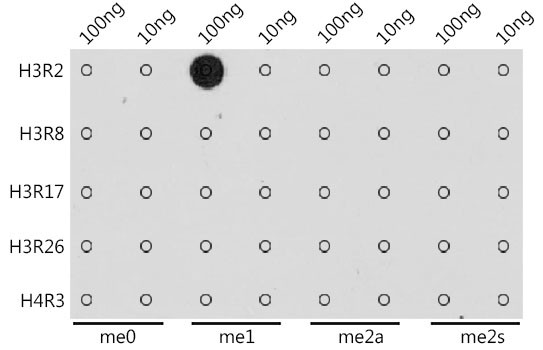 H3R2me1 Antibody in Dot Blot (DB)