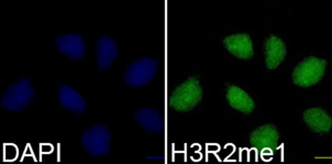 H3R2me1 Antibody in Immunocytochemistry (ICC/IF)