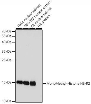 H3R2me1 Antibody in Western Blot (WB)