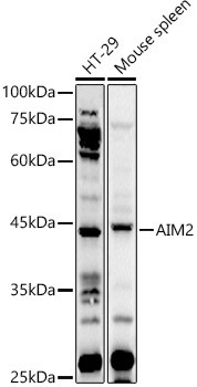 AIM2 Antibody in Western Blot (WB)